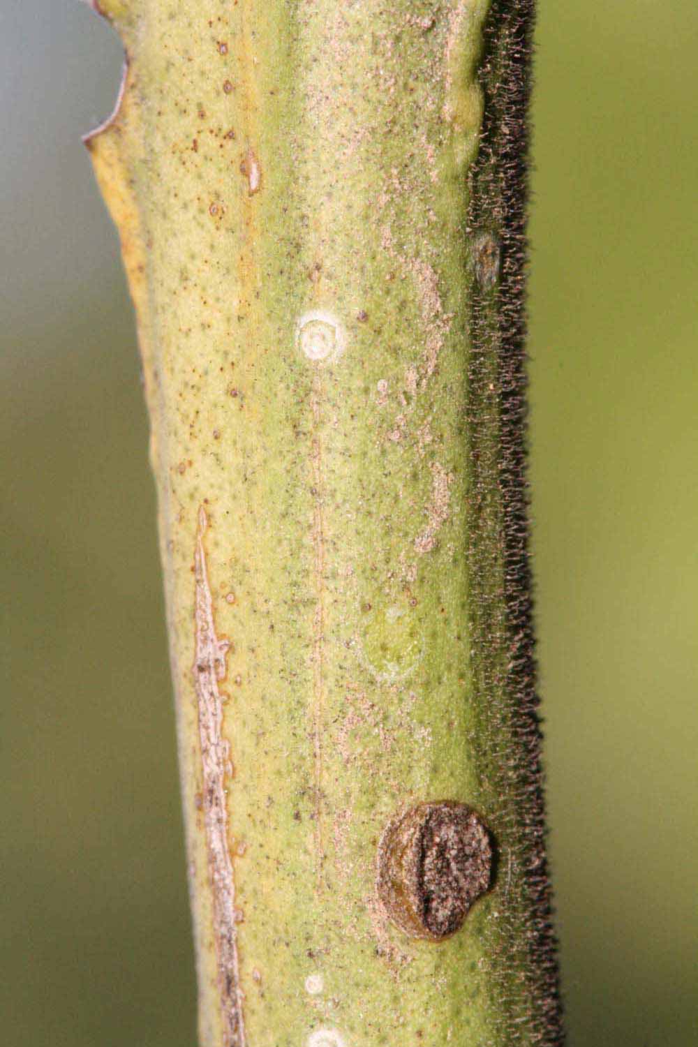            First year twig (Riverside, CA)   